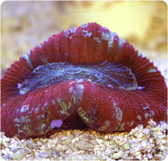 trachyphyllia spp