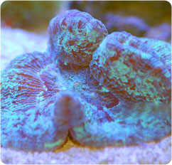 trachyphyllia radiata