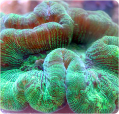 trachyphyllia radiata
