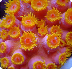tubastrea spp