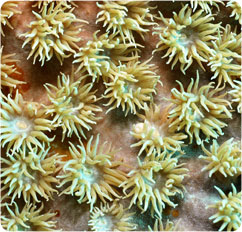 turbinaria peltata