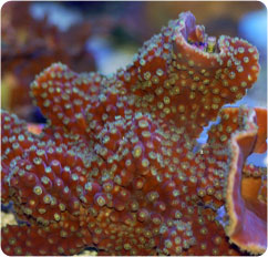 turbinaria reniformis