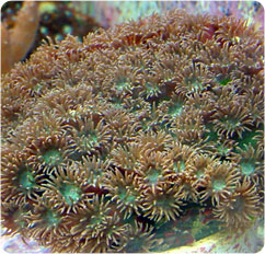 turbinaria spp