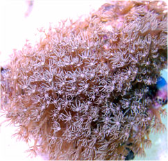 anthelia spp