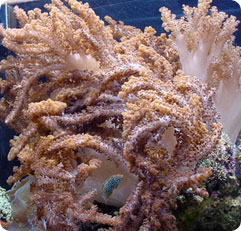 cladiella spp