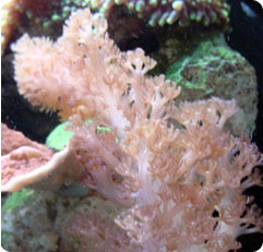 cladiella spp