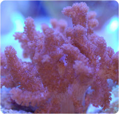 cladiella spp