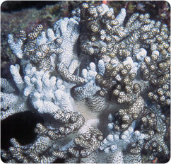 cladiella spp