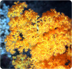 dendronephthya spp