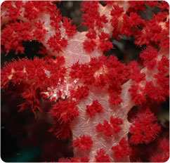 dendronephthya spp