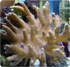 lobophytum spp