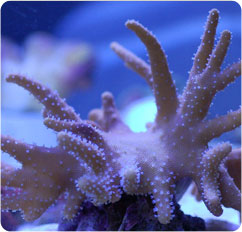 lobophytum spp