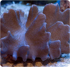 lobophytum spp