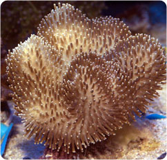 sarcophyton spp