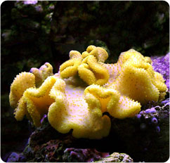 sarcophyton elegans