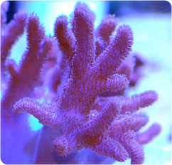 sinularia spp