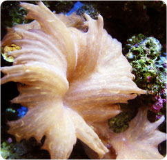 sinularia dura