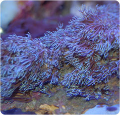 xenia spp