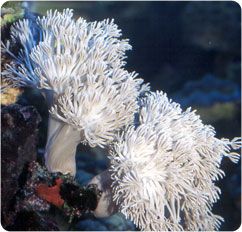 xenia spp