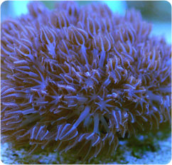 xenia spp