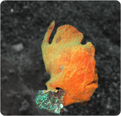 antennarius commerson