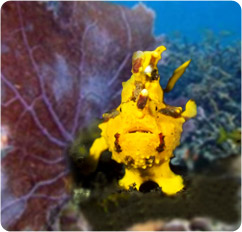 antennarius maculatus
