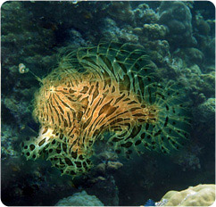 antennarius striatus