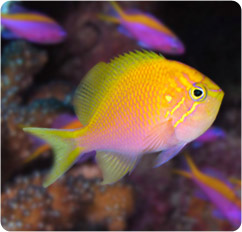 serranocirrhitus _latus