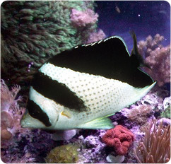 chaetodon burgessi