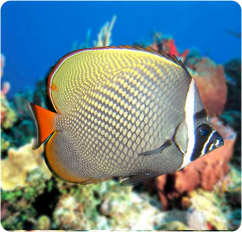 chaetodon collare