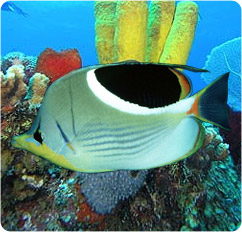chaetodon ephippium