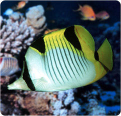 chaetodon falcula
