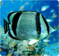 chaetodon humeralis