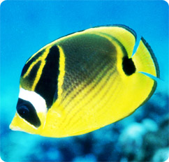 chaetodon lunula