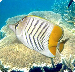 chaetodon mertensii