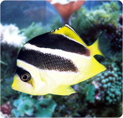 chaetodon mitratus