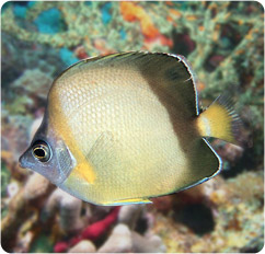 chaetodon nippon