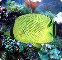 chaetodon rafflesii