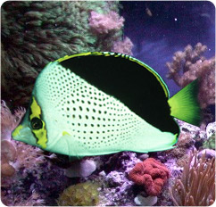 chaetodon tinkeri
