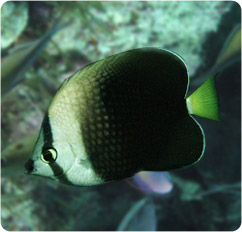 chaetodon trichrous
