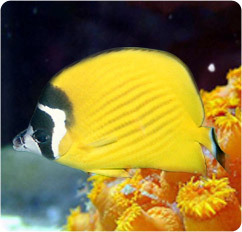chaetodon wiebeli