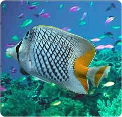 chaetodon xanthurus