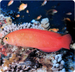 cypho purpurascens