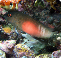 labracinus cyclophthalmus