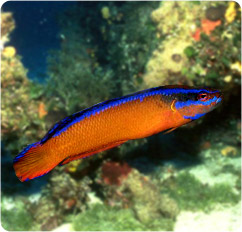 pseudochromis aldabraensis
