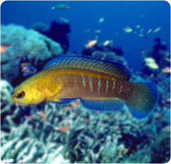 pseudochromis cyanotaenia