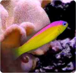 pseudochromis diadema