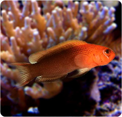pseudochromis dilectus