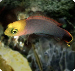 pseudochromis elongatus
