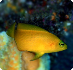 pseudochromis fuscus